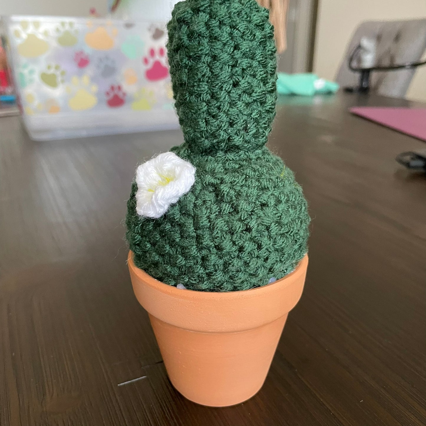 Double Barrel Cactus White Flower