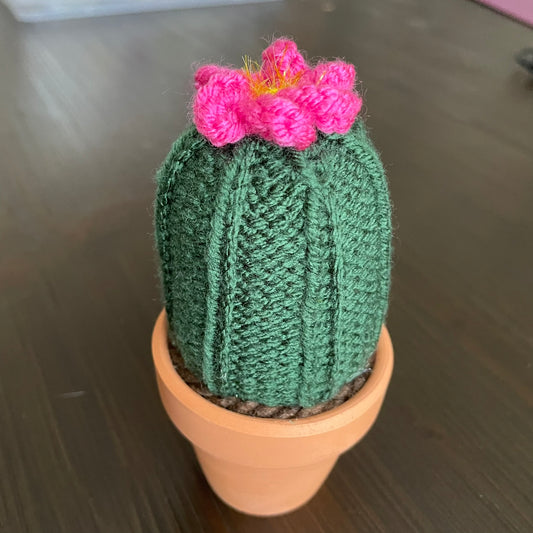 Medium Pink Flower Cactus